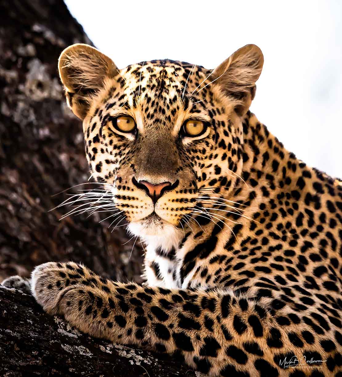 Africa photography tour leopard