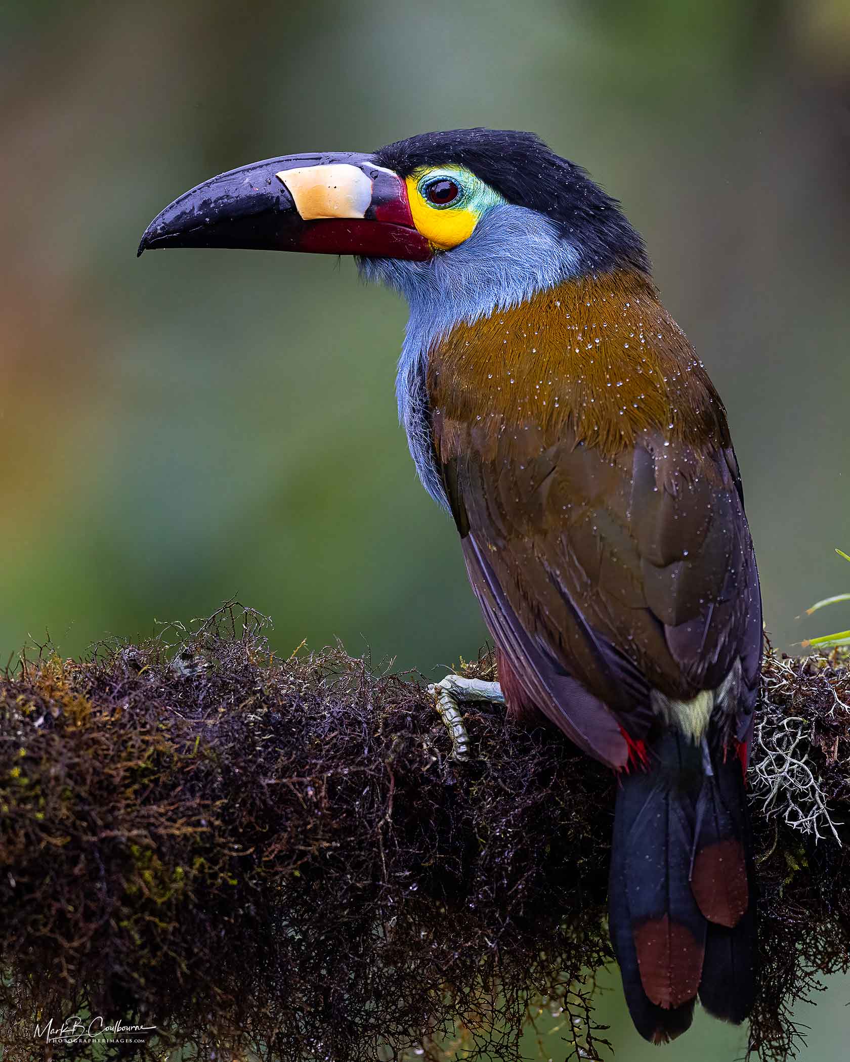 Bird & Macro photography tour Ecuador