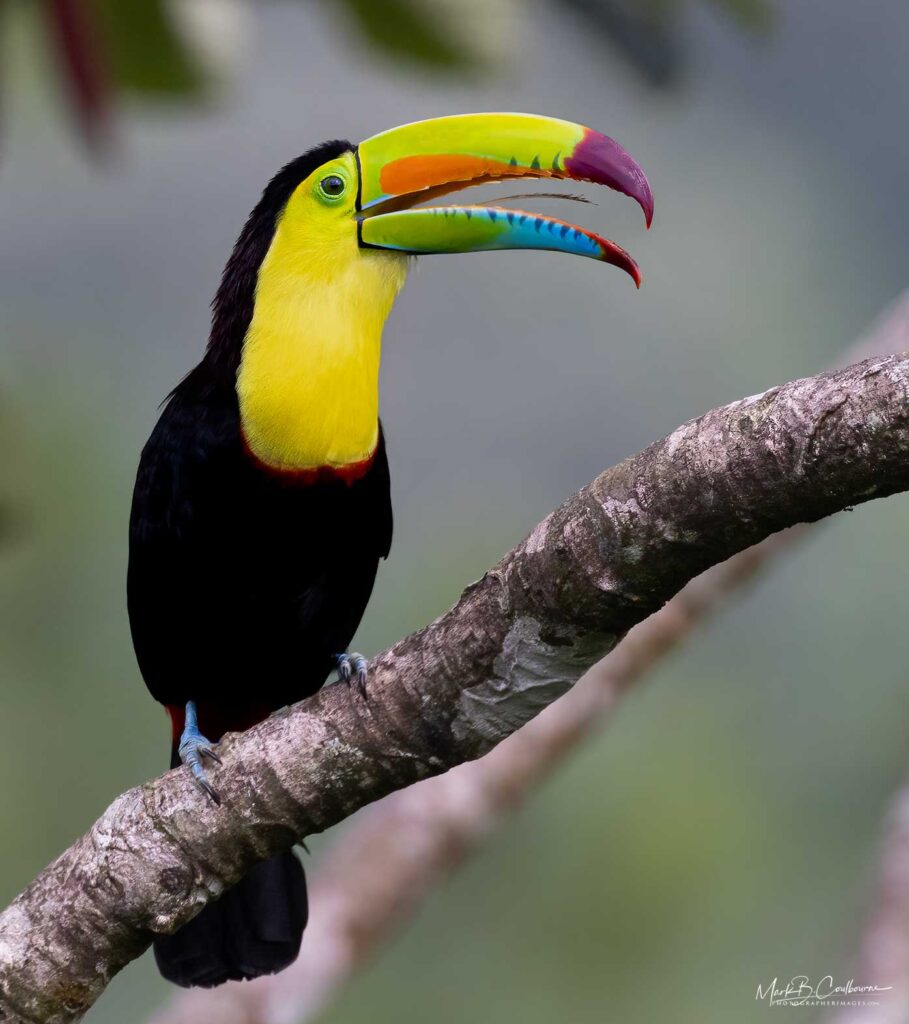 Costa Rica birds & wildlife photography tour