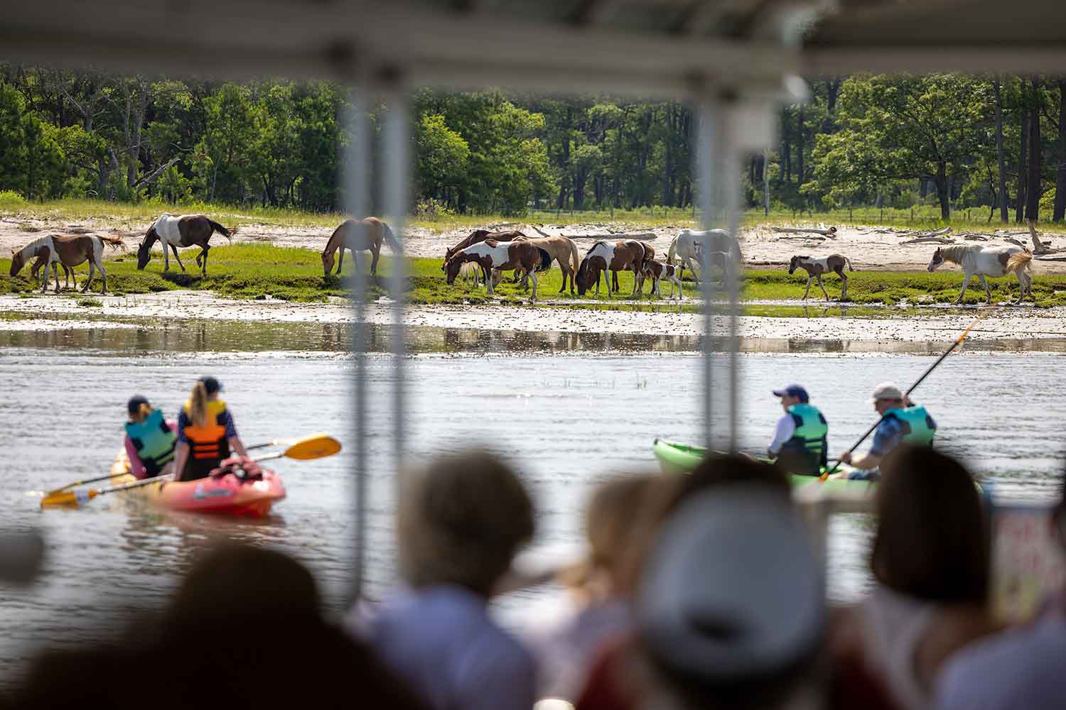 Visitors on vacation at Assateague in Virginia delight in the majesty of Wild Horses on this cruise and kayak tour.