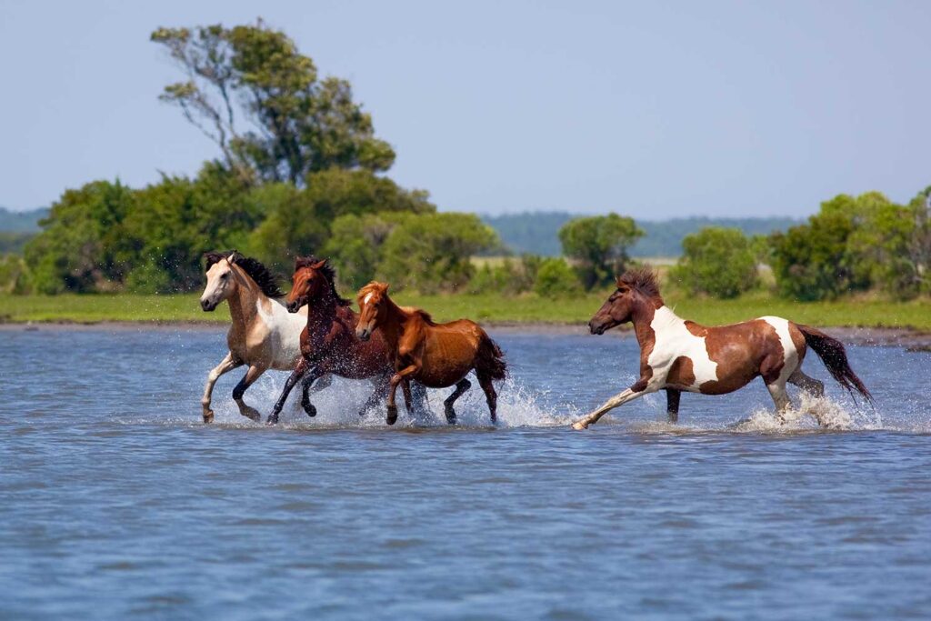 Wild Horse Ballet - Nature's Poetry in Motion, Expertly Captured by Renowned Photographer Mark Coulbourne