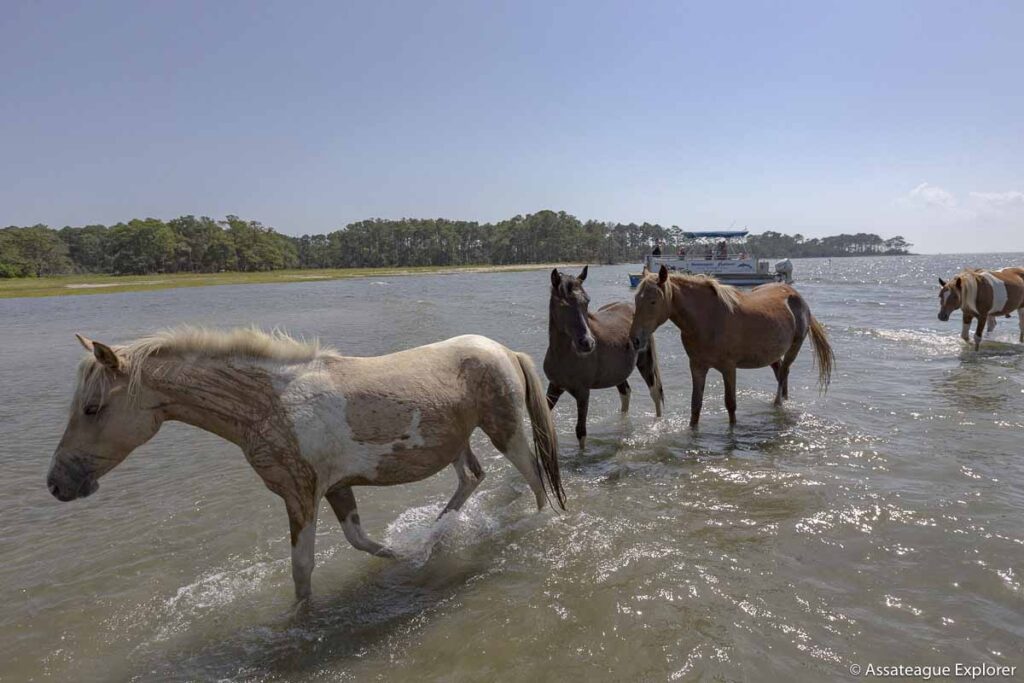 assateague boat tour with horses