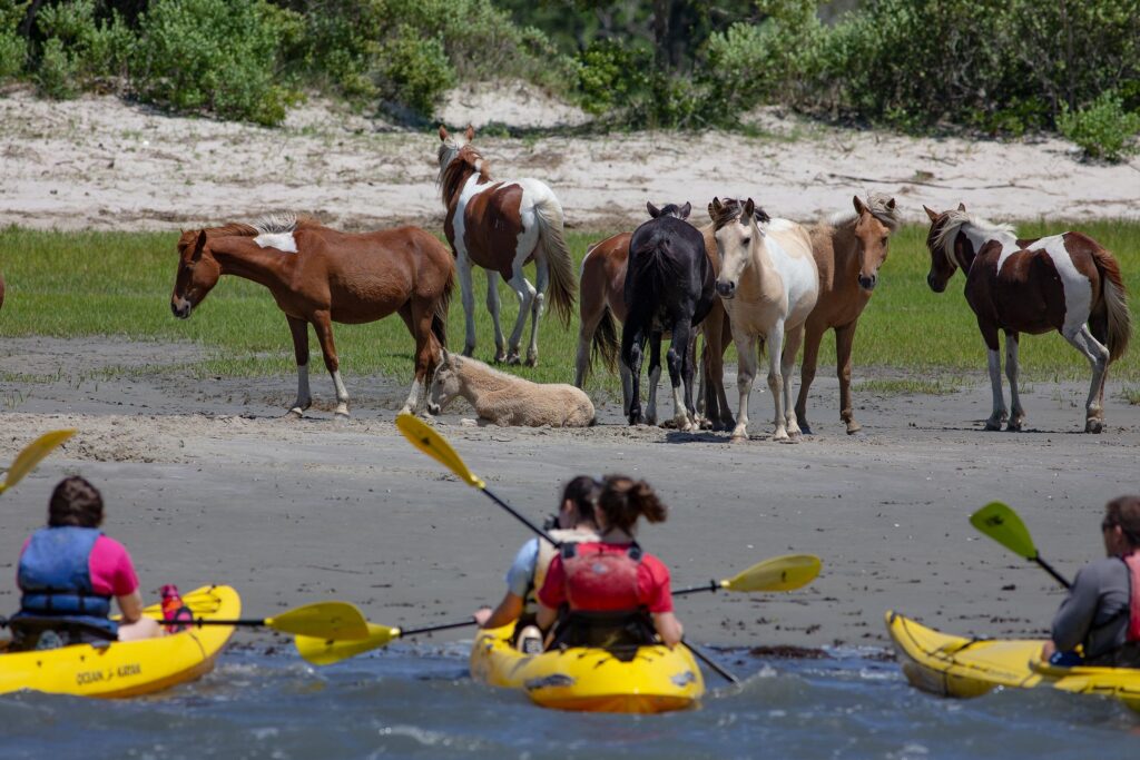 Kayaking wild ponies in Virginia at Assateague Island.