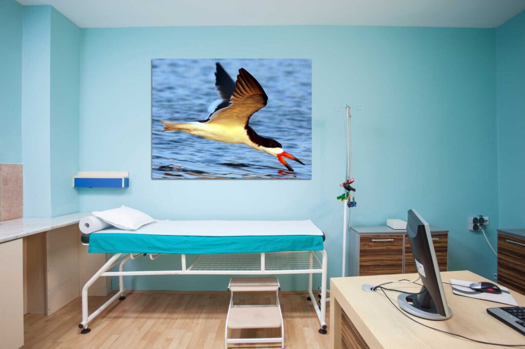 Medical Facility Art Print Decor. Experience the aerial elegance of a Black Skimmer in flight with this striking avian art print. Infuse your space with the dynamic beauty of these birds, where every detail crafts a narrative of timeless allure and distinctive beauty, perfect for homes, offices, and residences.