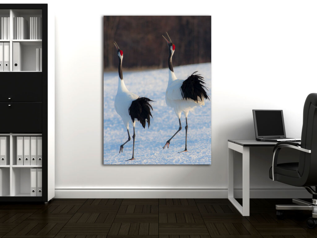 Office Art of a pair of red-crowned cranes. Explore the elegance of bird-inspired interior design with our curated prints. Elevate your space with the natural symphony of winged wonders, creating a harmonious and tranquil atmosphere.