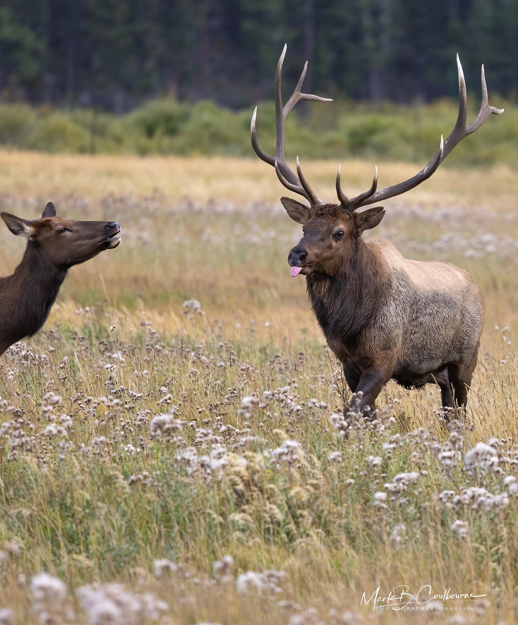 Elk photos in Colorado