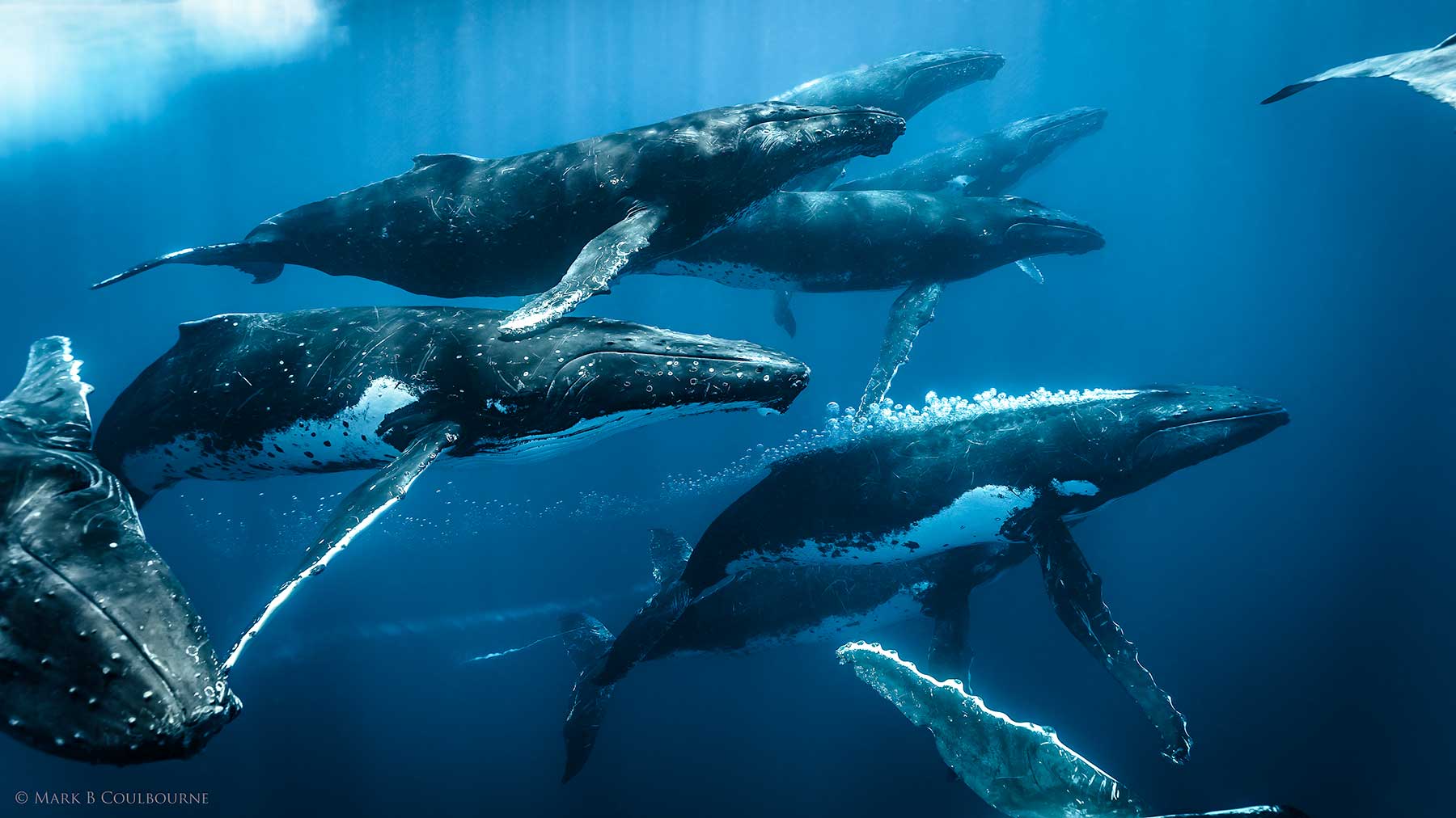 whale photography art print