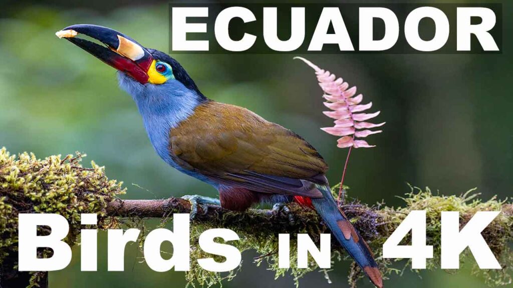 Ecuador Bird Photography