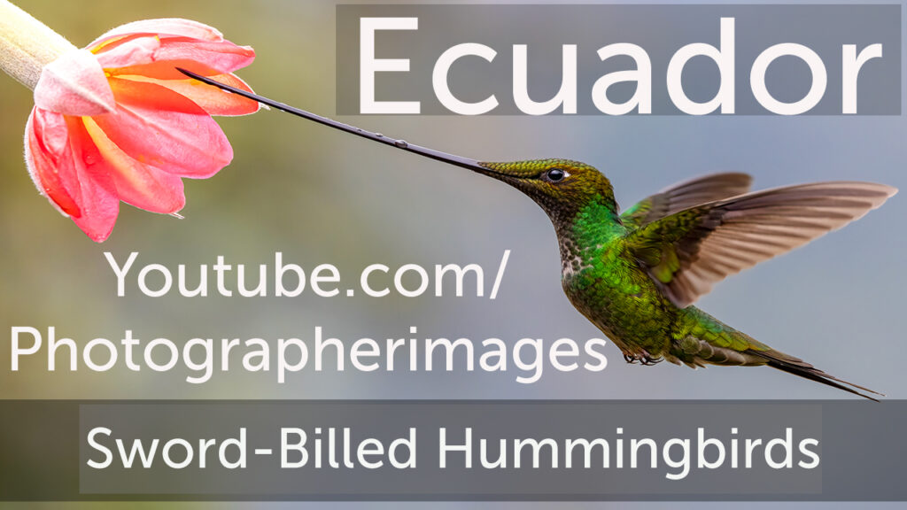 Photographer capturing photos and video of Sword-billed Hummingbirds and other birds in flight while traveling to Ecuador. #bird photography #travel photography