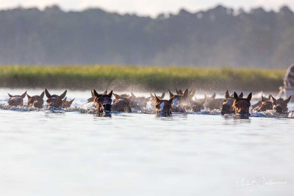 Chincoteague Pony Swim Vacation Guide 2025