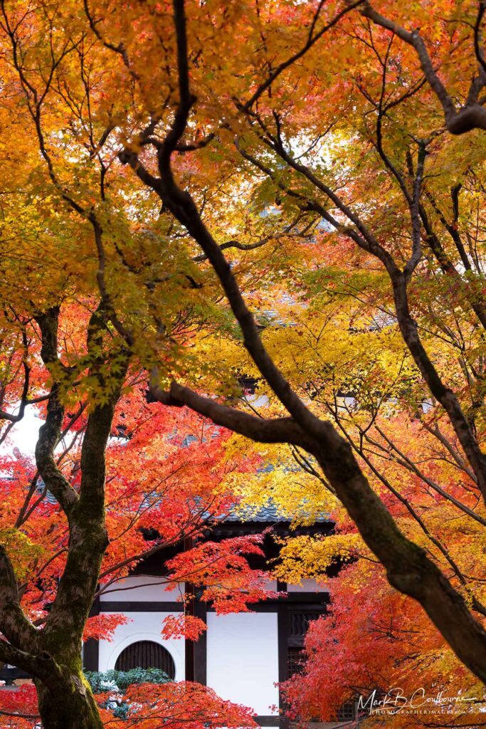 Kyoto Fall Colors