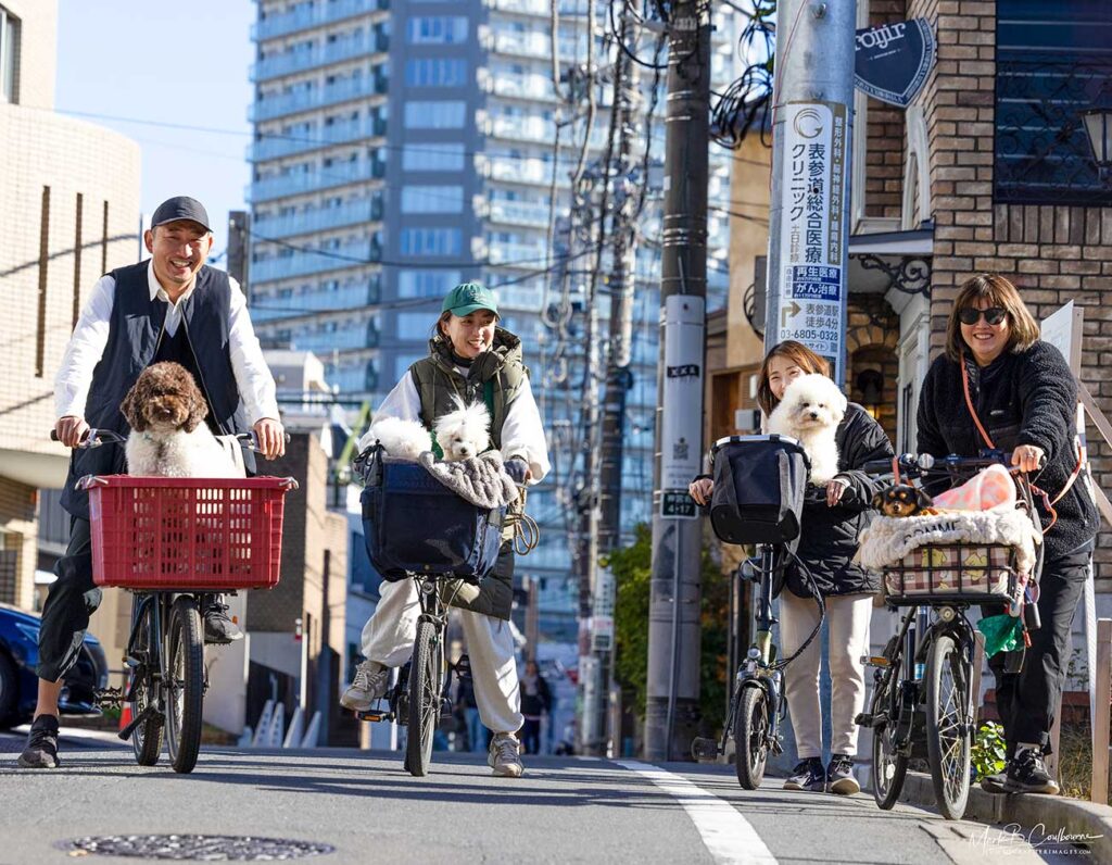 People of Harajuku riding bikes with dogs in Tokyo