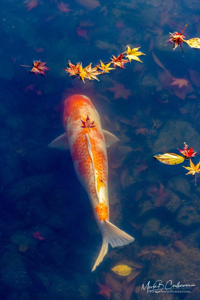 japanese koi fish