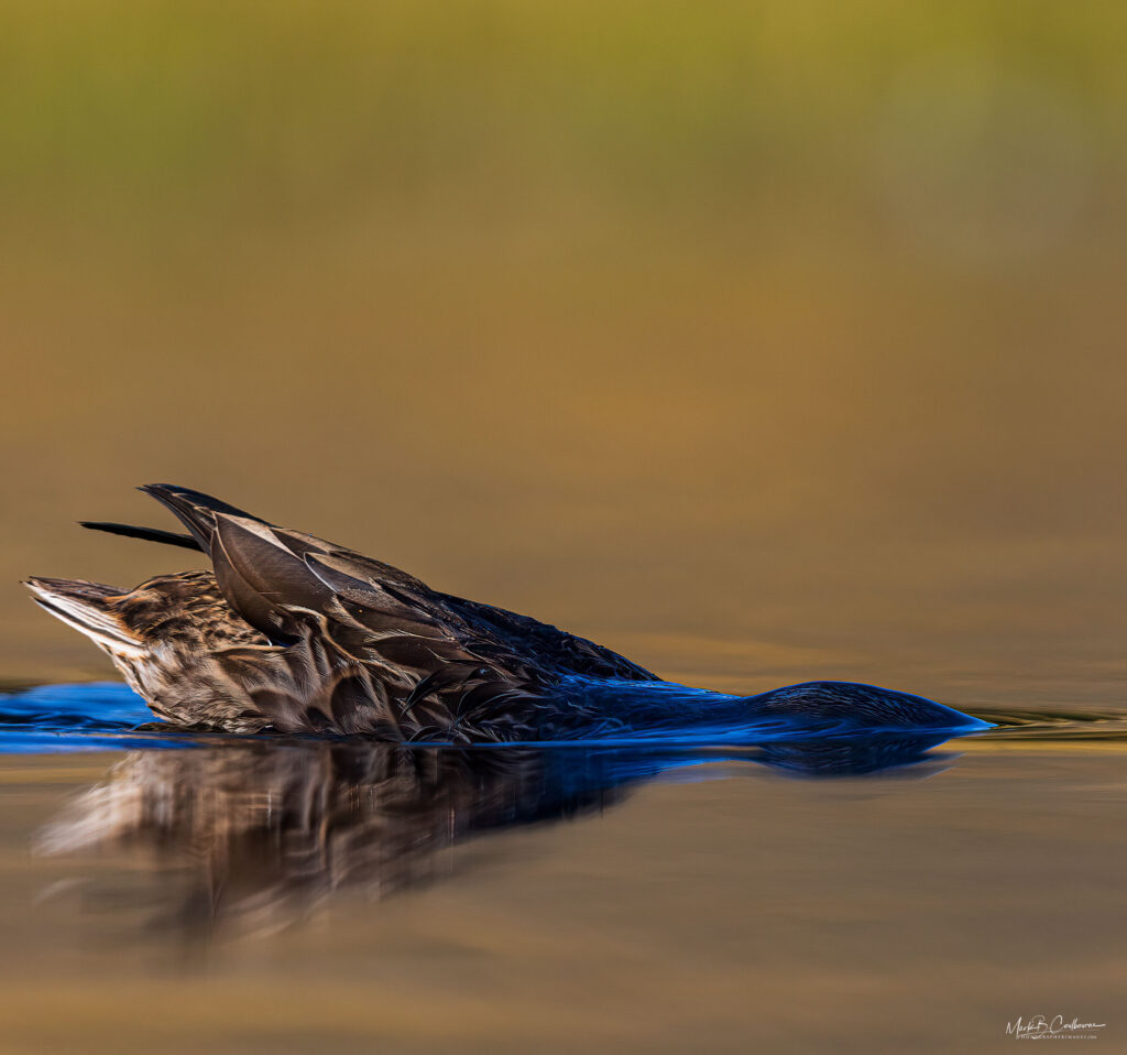 Yellowstone Duck