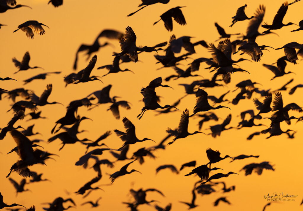 Glossy Ibis Birds Chincoteague, Virginia