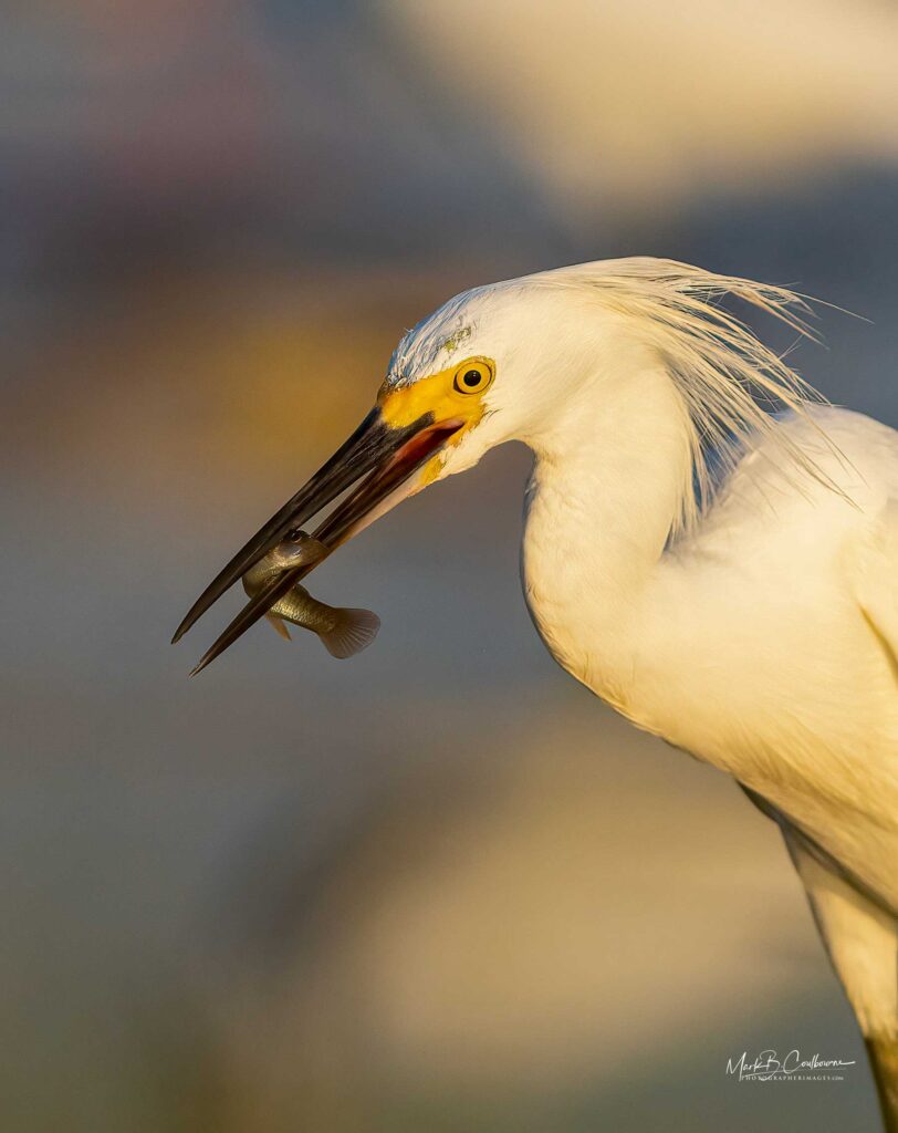 Chincoteague bird snowy egret catching a fish