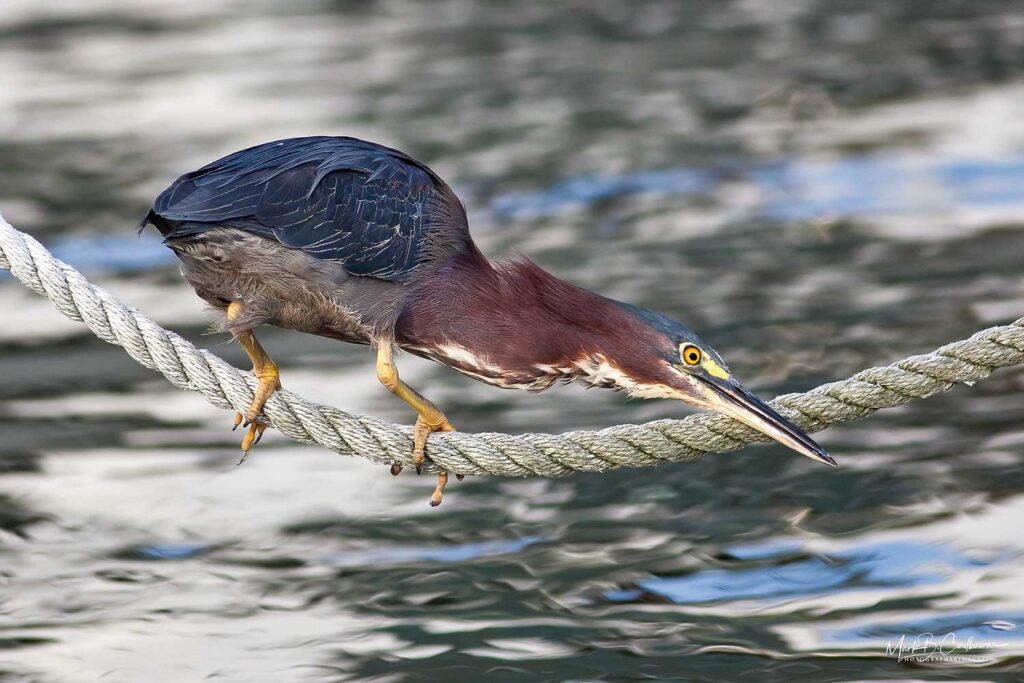 Chincoteague Virginia Heron Bird