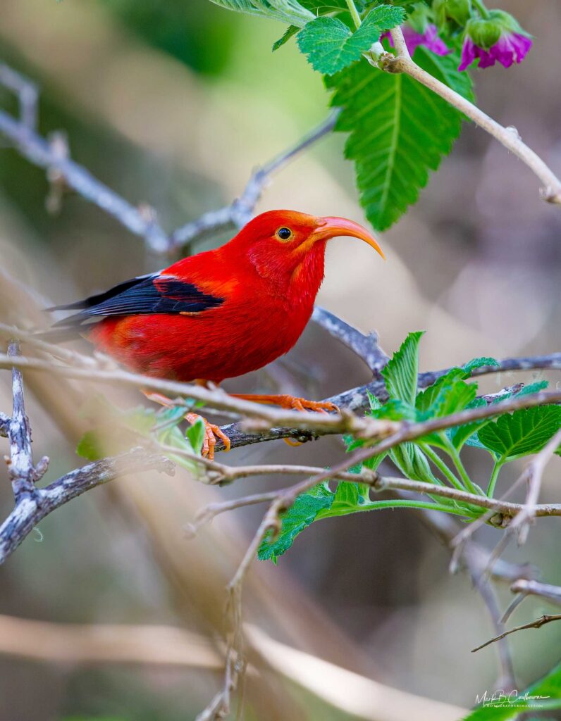 Hawaiian Honey Creeper Bird