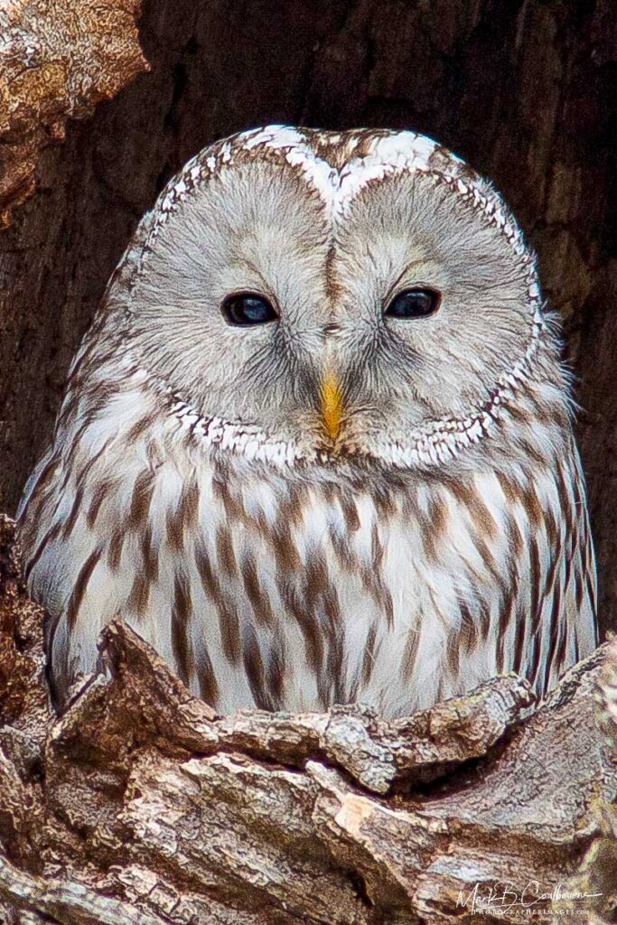 Japan Owl