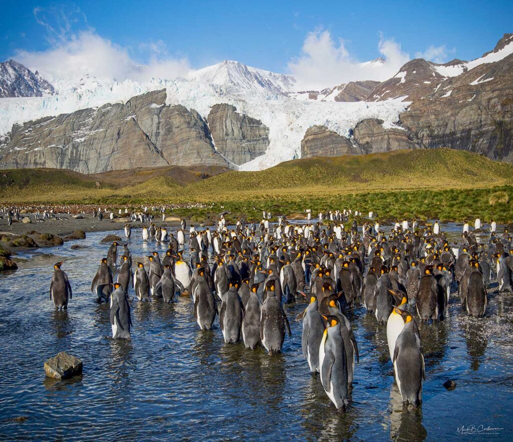 King Penguins of South Georgia
