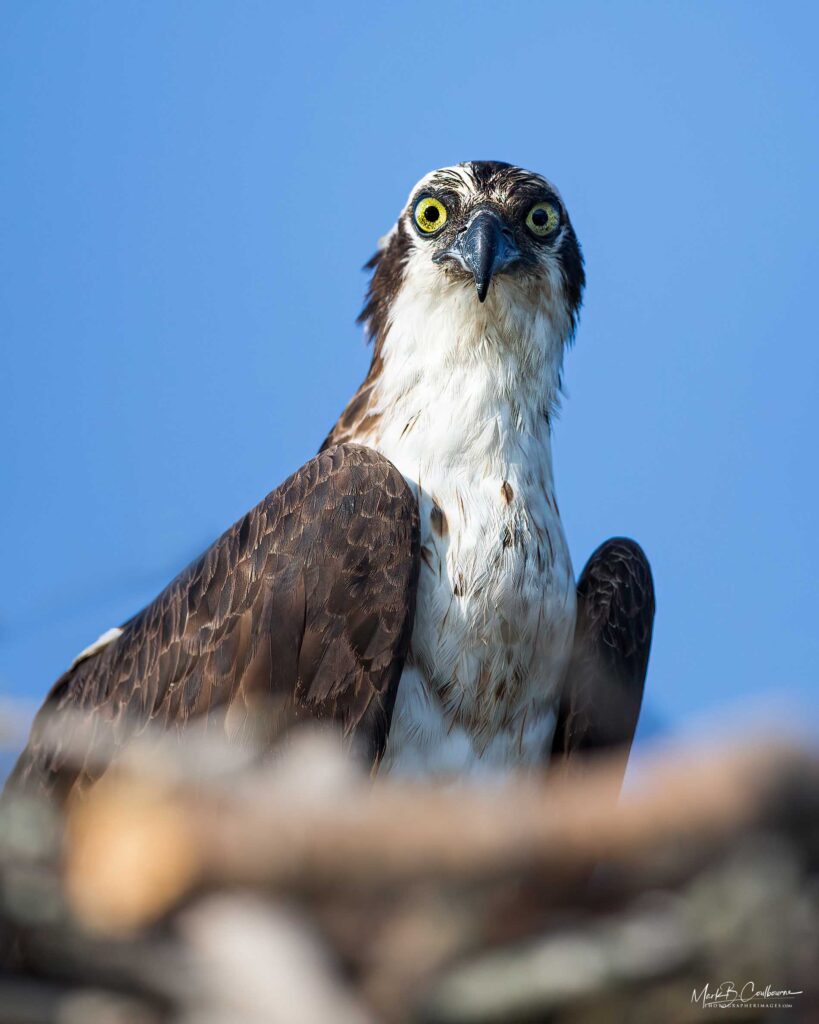 Osprey at Chincoteague