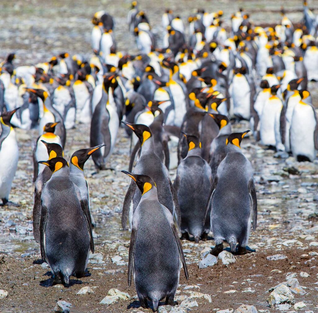 Penguins South Georgia