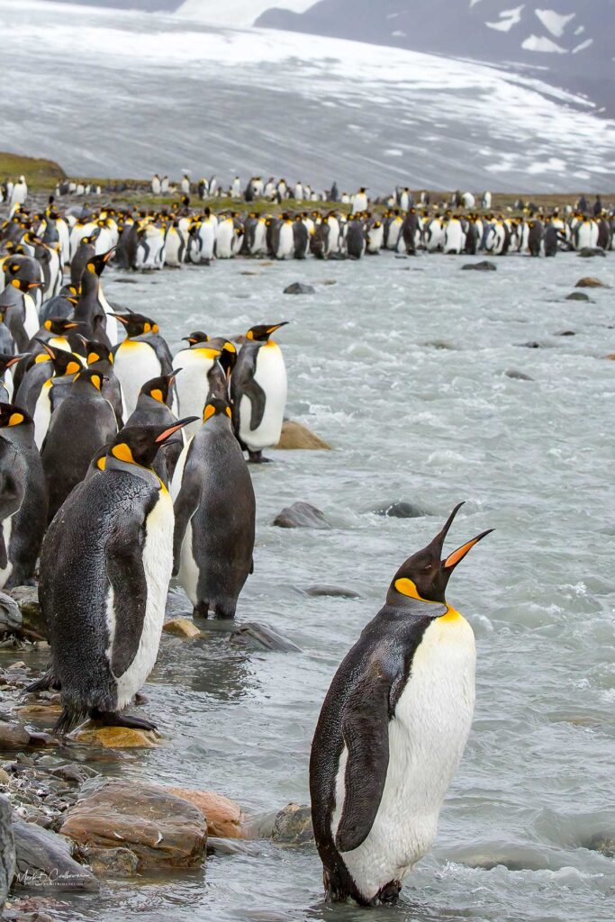 Penguins at South Georgia