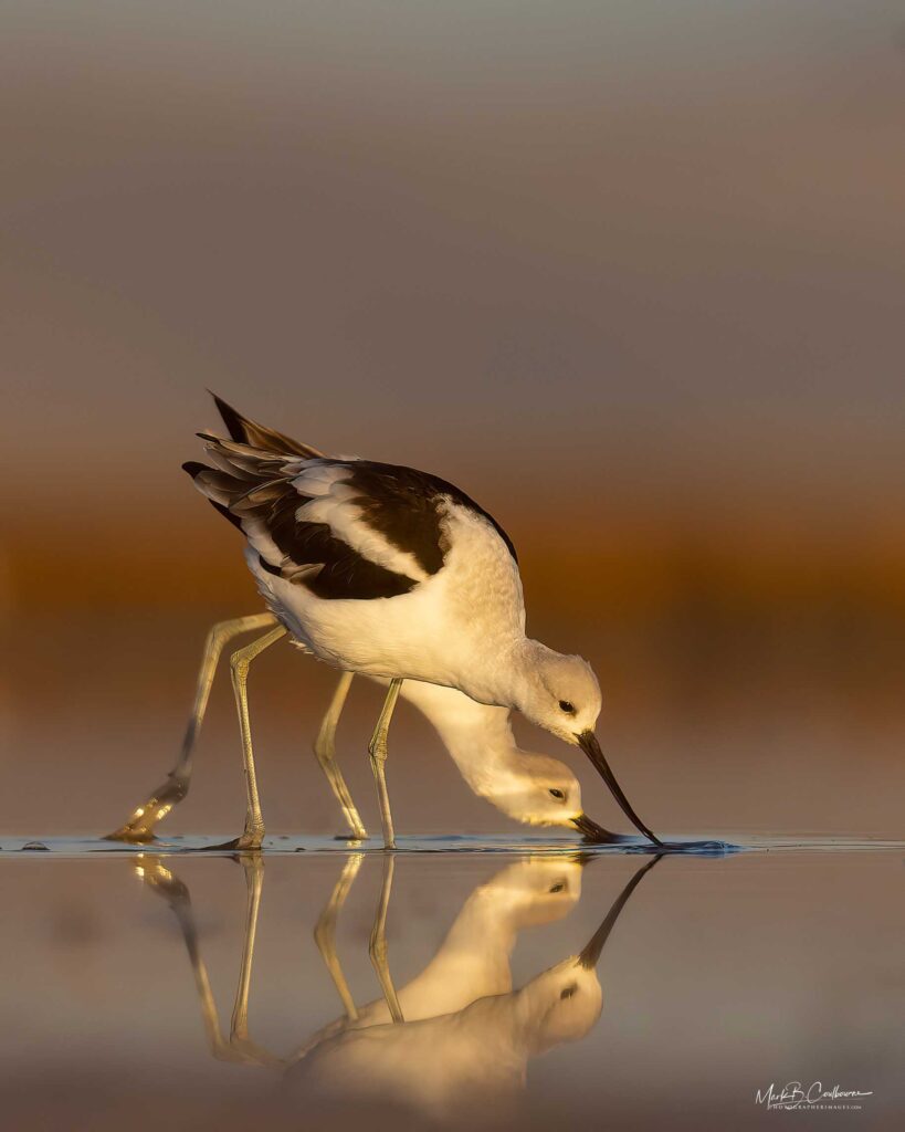 Salt Lake City Utah Birds