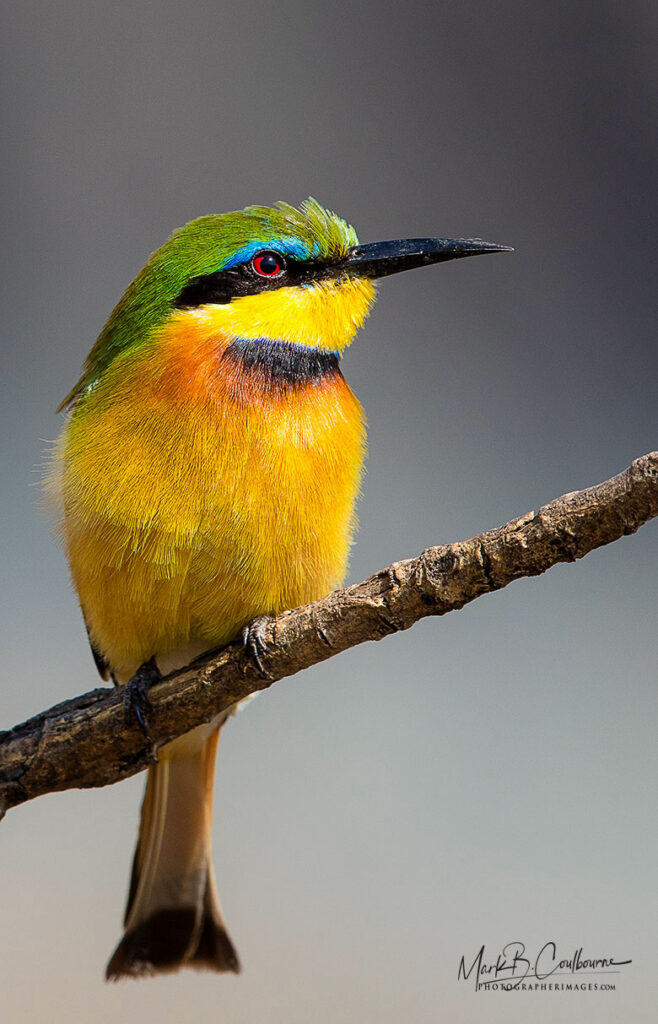 Tanzania Africa Bee Eater Bird