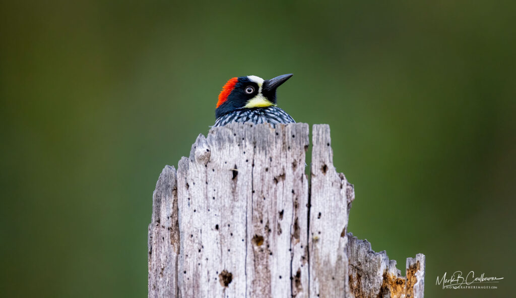 WoodPecker Bird Costa Rica