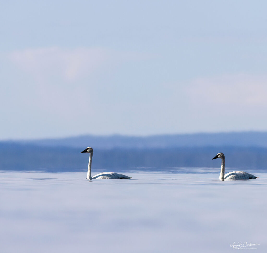 Yellowstone Swans