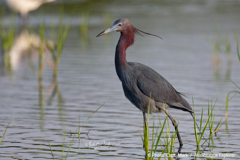 Assateague Explorer bird tour
