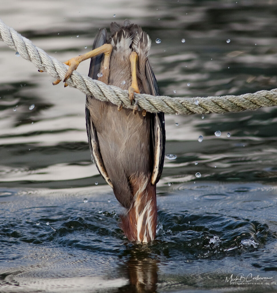 Chincoteague Island, Virginia Heron Bird Fishing