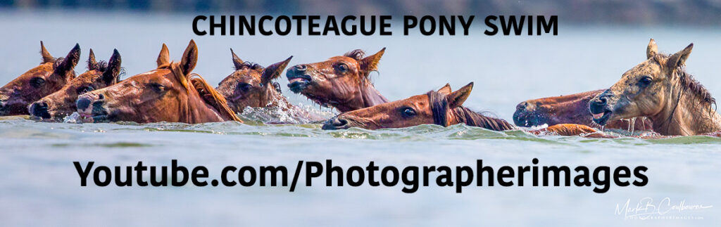 Pony Swim Chincoteague Blog How To Post